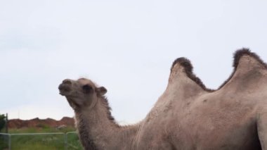 Safari Parkı 'nda Asya Deve Camelus baktrianus portresi, 4K yakın plan.