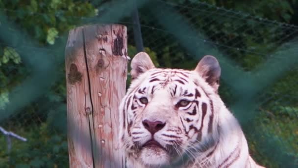 Tigre de Bengala Branco lambe lábios e bocejos atrás de uma cerca no Safari Park, 4K — Vídeo de Stock