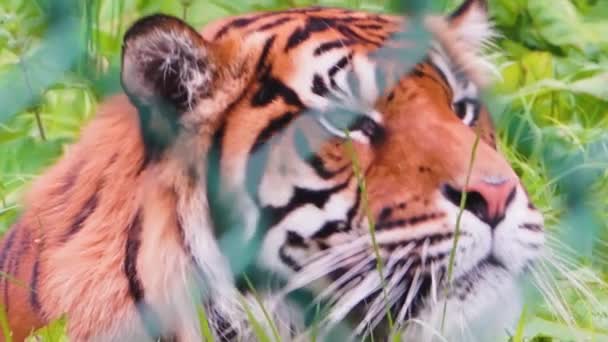 Sumatran tiger Panthera tigris sumatare bhind fence in Safari Park, 4K close up — ストック動画