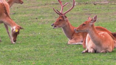 Farsça Fallow Deer Dama mezopotamya ekseni Safari Parkı 'nda yeşil ot yiyor, 4K