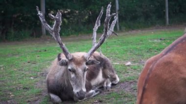 Safari parkında geyik tüyü boynuzları olan Formosan sika geyiği, 4K yakın mesafede.