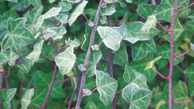 Sarmaşık duvar süslemesi kış bahçesinde yetişiyor, çalılar kırağı kaplıyor, 4K