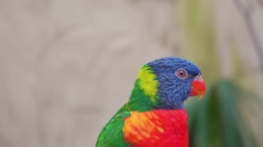 Safari parkındaki dalda duran gökkuşağı papağanı portresi, 4K