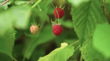 Olgun ahududu, rüzgarlı yaz gününde bir dalda, 4K fotokopi alanını kapat.