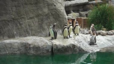 Humboldt penguen sürüsü kayalık bir sahilde Safari Parkı 'ndaki bir göletin kenarında, 4K