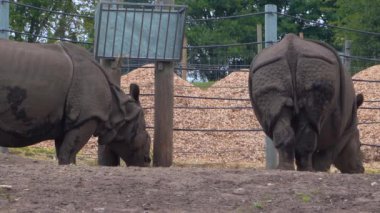 Hint gergedanları Safari parkında çimen yiyor, 4K kenar manzaralı.