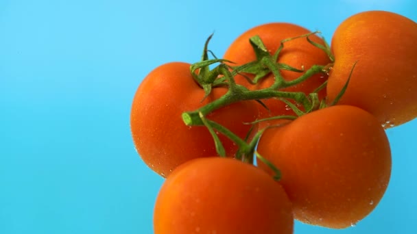 Drijvende tomaten in waterstroom bellen, blauwe achtergrond, close-up slow motion — Stockvideo