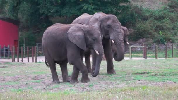 Elefante africano Loxodonta africana adulto, bambino che mangia erba nello zoo Safari Park — Video Stock