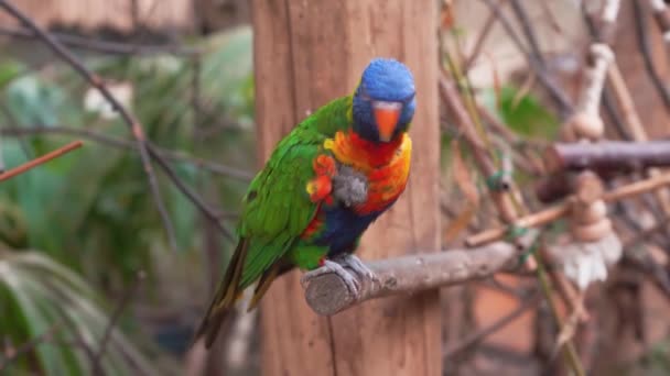 Rainbow lorikeet papoušek třese na větvi v safari parku, 4K kopírovací prostor — Stock video