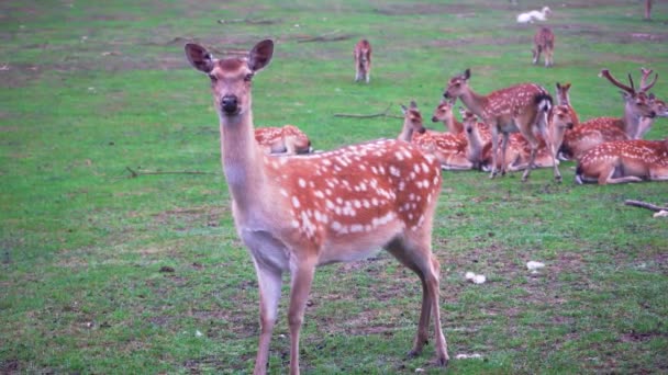 사파리 공원을 둘러보고 있는 인도 산 축대 사슴 , 4K 복제품 공간을 가까이 서 구경하고 있다 — 비디오