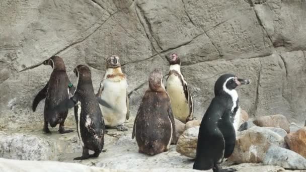 Stádo tučňáků Humboldtových na skalnatém pobřeží u rybníka v Safari Parku, 4K — Stock video