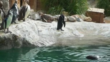Humboldt penguen sürüsü kayalık bir sahilde Safari Parkı 'ndaki bir göletin kenarında, 4K