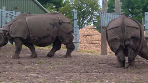 Індійський носоріг (Rhinoceros) їсть листя трави в парку Сафарі (4K). — стокове відео