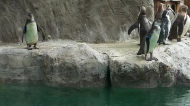 Humboldt penguen sürüsü kayalık bir sahilde Safari Parkı 'ndaki bir göletin kenarında, 4K