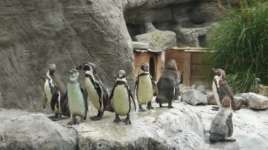 Humboldt penguen sürüsü kayalık bir sahilde Safari Parkı 'ndaki bir göletin kenarında, 4K