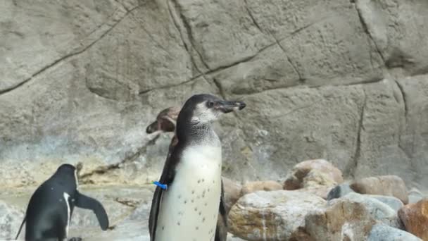 Bandada de pingüinos de Humboldt aves en una costa rocosa junto a un estanque en un Safari Park, 4K — Vídeo de stock