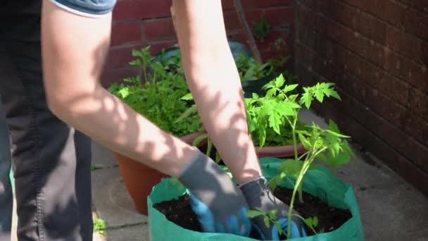 En man som planterar tomatplantor i påsar med jord, grönsaksträdgård, 4K kopieringsutrymme — Stockvideo