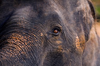 Görünümlü sert bir fil