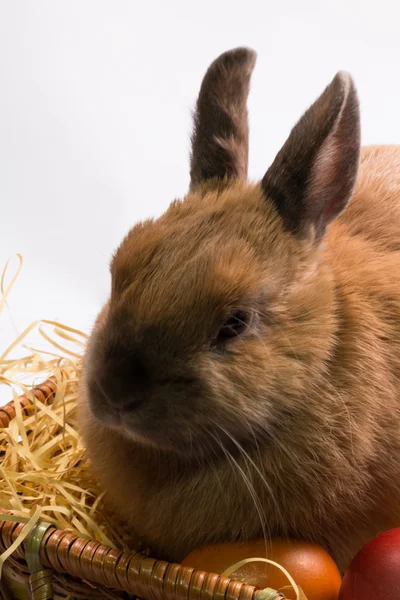 Пасхальный кролик и корзина с пасхальными яйцами — стоковое фото