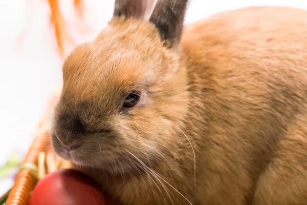 Пасхальный кролик и корзина с пасхальными яйцами — стоковое фото