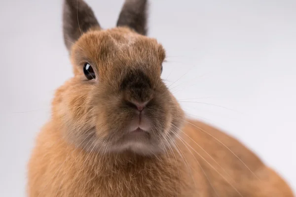 Mignon lapin brun sur fond blanc — Photo