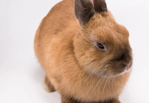 Carino coniglietto marrone su sfondo bianco — Foto Stock