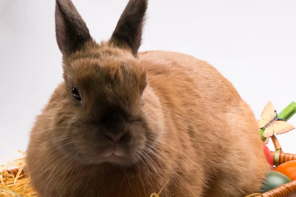 Mignon lapin brun sur fond blanc — Photo