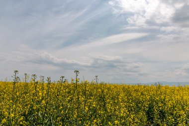 rapefield ve bulutlu mavi gökyüzü manzara
