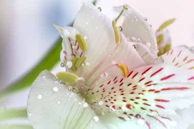 Su damlaları ile güzel Alstroemeria çiçekler