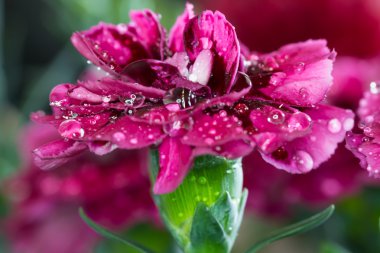 Su ile şirin pembe karanfil yaprakları üzerinde damla makro