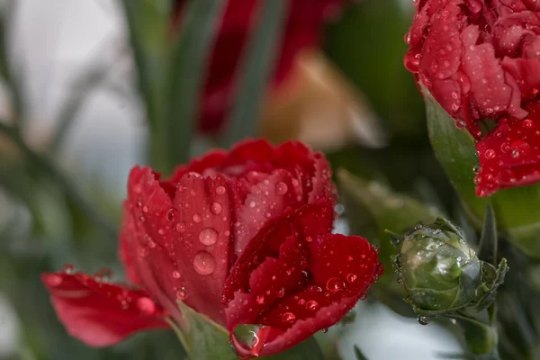 Süße rote Nelke mit Wassertropfen auf den Blütenblättern, Makro — Stockfoto