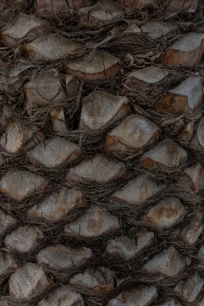 Palm tree close-up — Stock Photo, Image