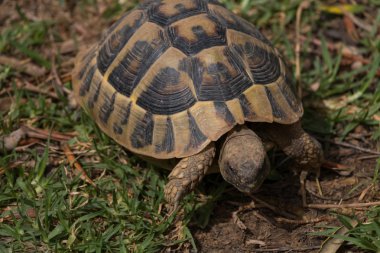 Yeşil salata yemek aç kaplumbağa