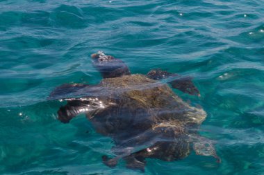 Caretta caretta turtle swim in the bay Laganas, Zakynthos, Greec clipart