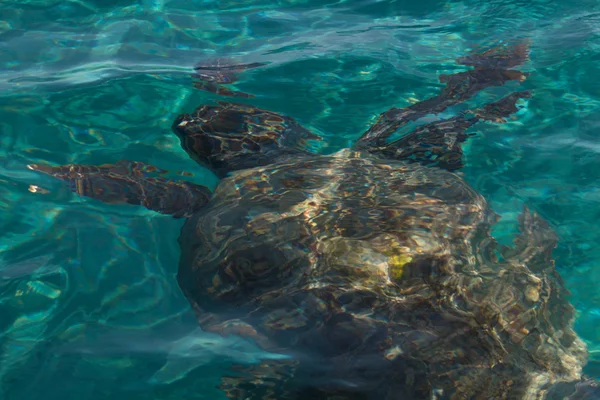 Caretta caretta tartaruga nadar na baía Laganas, Zakynthos, Greec — Fotografia de Stock
