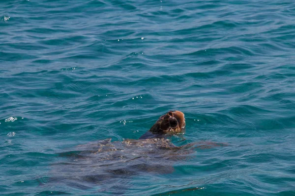 Caretta caretta tortuga nadar en la bahía Laganas, Zakynthos, Greec — Foto de Stock