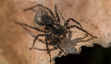 Bir kuru yaprak üzerinde küçük kahverengi örümcek