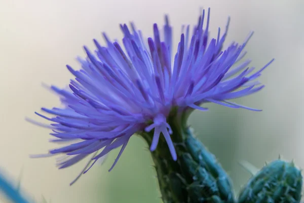 Beautiful blue summer flower macro — Stock Photo, Image