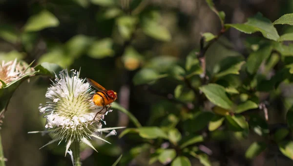 Insect collecting pollen from white plant — Stock Photo, Image