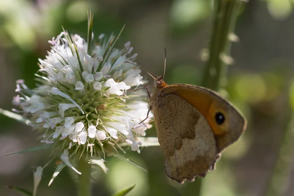 Butterfly perched on white plant — Stock Photo, Image