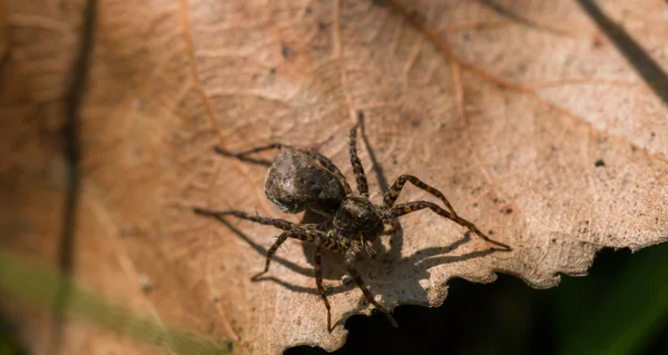 Kleine braune Spinne auf einem trockenen Blatt — Stockfoto