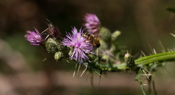 Bee pollen gyűjt lila virág — Stock Fotó