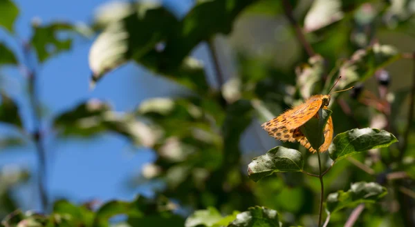 Butterfly perched on  green plant — Stock Photo, Image