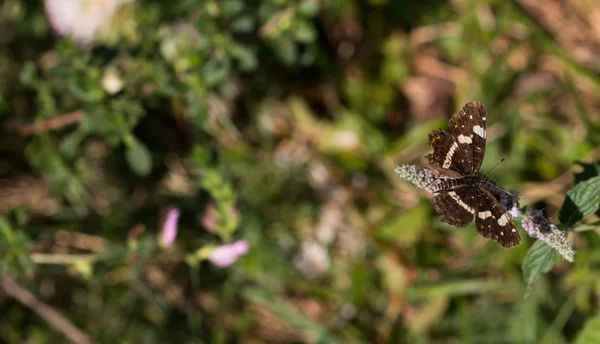 Butterfly perched on  green plant — Stock Photo, Image