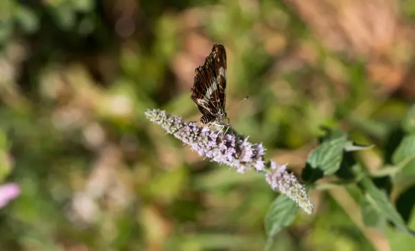 Schmetterling hockt auf grünem Gewächs — Stockfoto