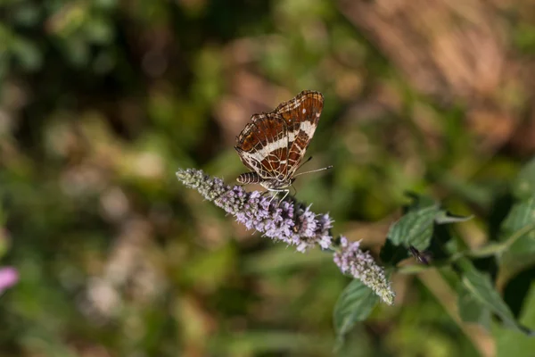 Farfalla appollaiata su pianta verde — Foto Stock