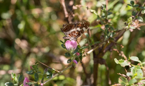 Butterfly perched on  green plant — Stock Photo, Image