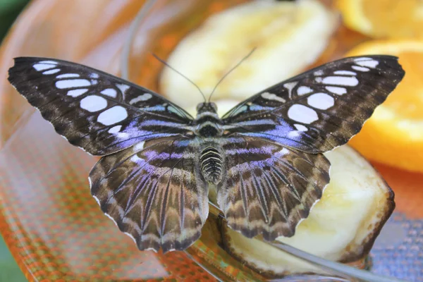 Butterfly — Stock Photo, Image