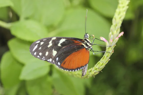 Motyl — Zdjęcie stockowe