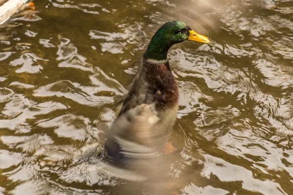 Kachna na jezeře — Stock fotografie